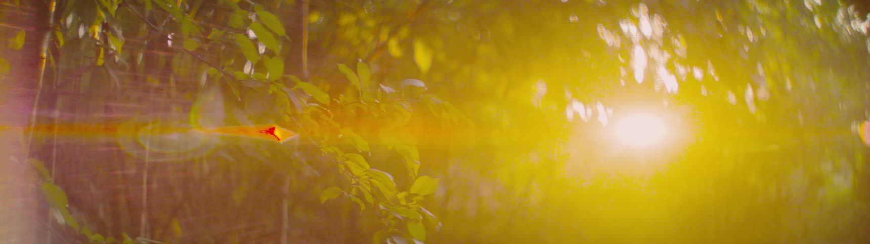 Trees with leaves with the sun shining through the leaves in the background