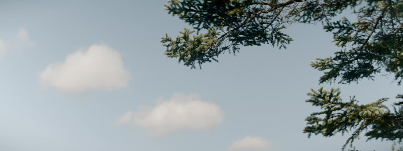 The branches of a tree sway in the wind under a blue sky containing a few fluffy clouds