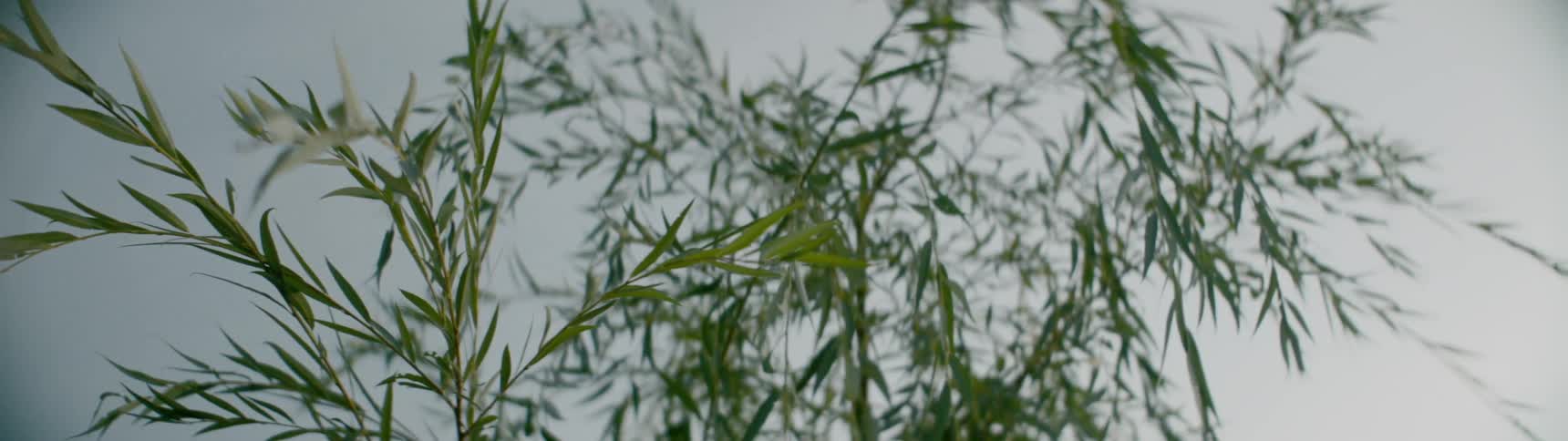A plant with leaves blowing in the wind