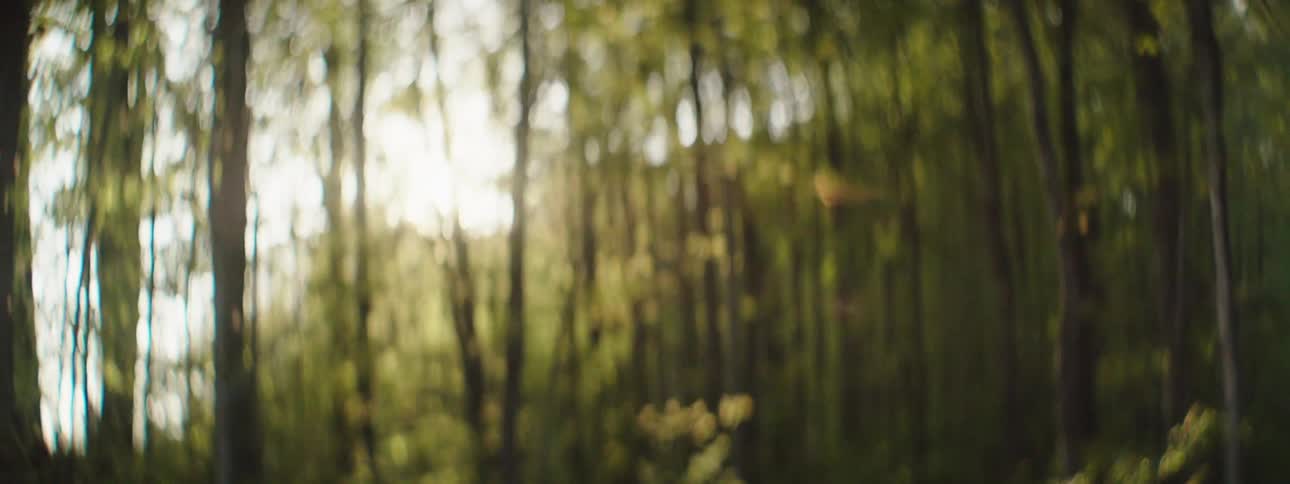 Sun glares through trees in forest