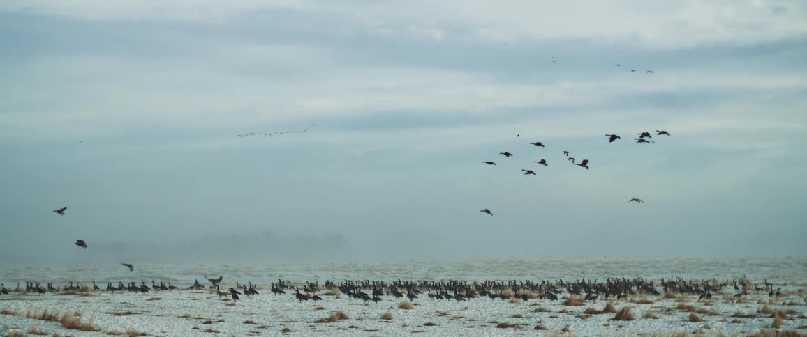 Flocks of birds fly over sandy landscape