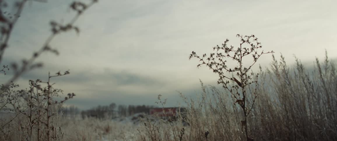 Footage of plants in a field