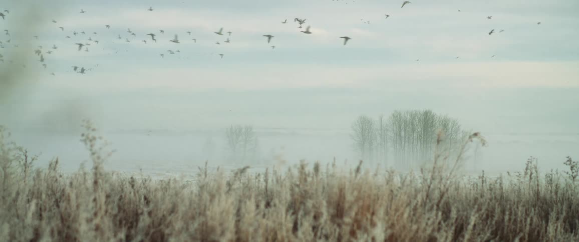 A large flock of geese fly in the air
