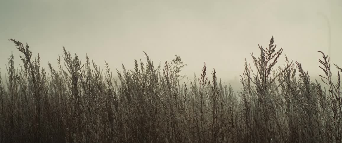 Plants sway in a slight breeze
