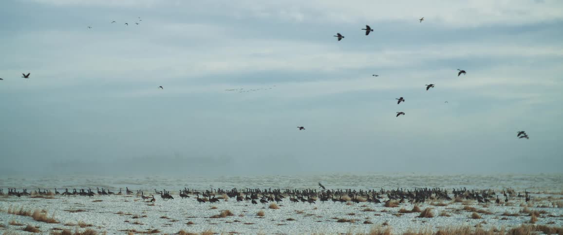 Flock of birds resting in the ground while some fly overhead