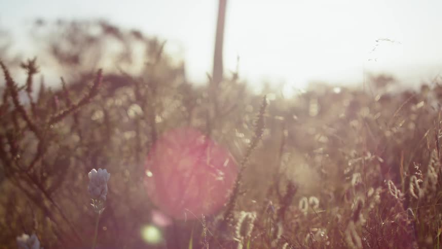The sun shines on plants in a field