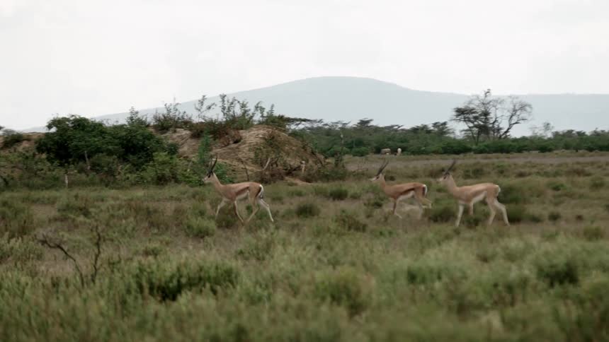 Gazelles run across a prairie
