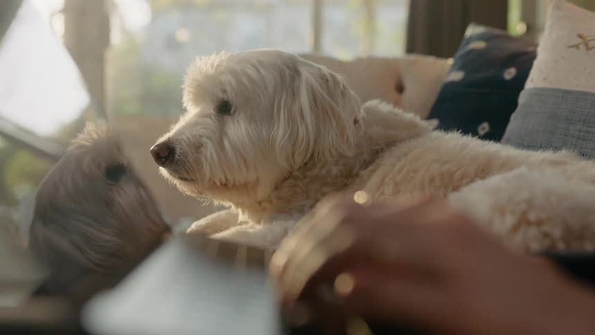A dog laying on a couch next to a person on a laptop