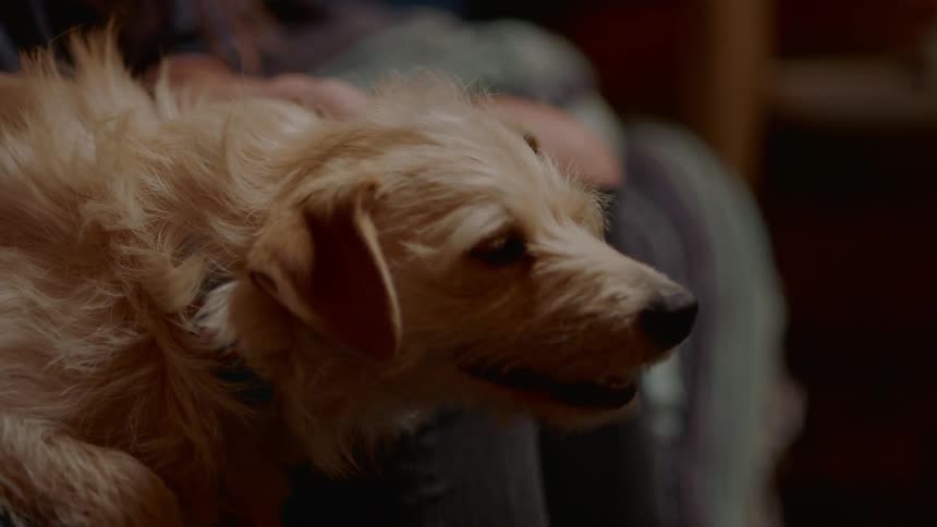 Woman sitting on the couch pets dog in the living room