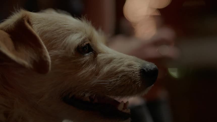 A dog is looking forward blinking