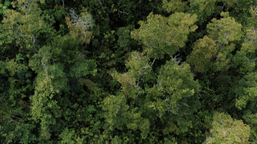 An aerial view shows a dense green forest of trees below