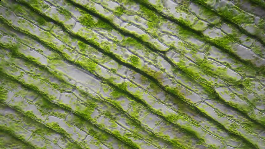 Cells move between layers
