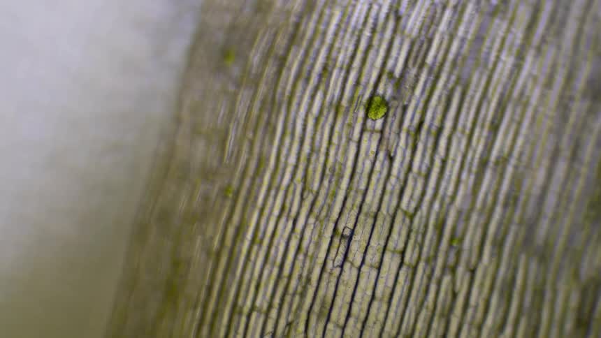 The microscope is zoomed in on a material