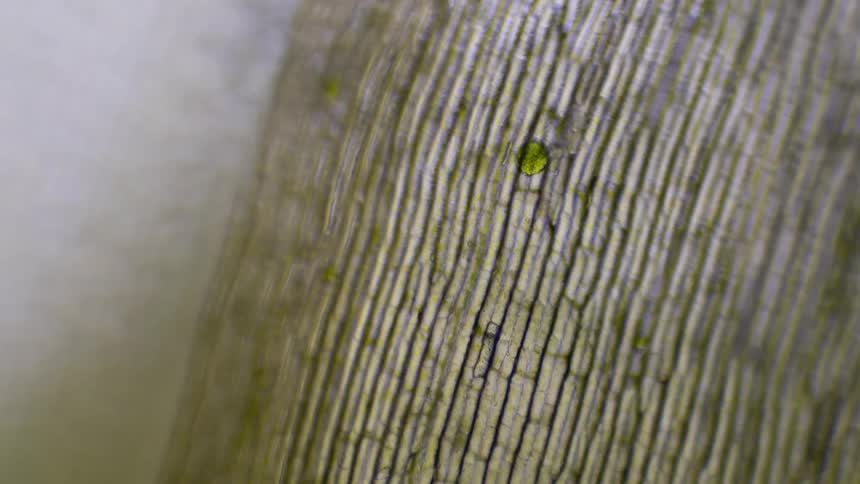 A plant cell with nutrition moving through it