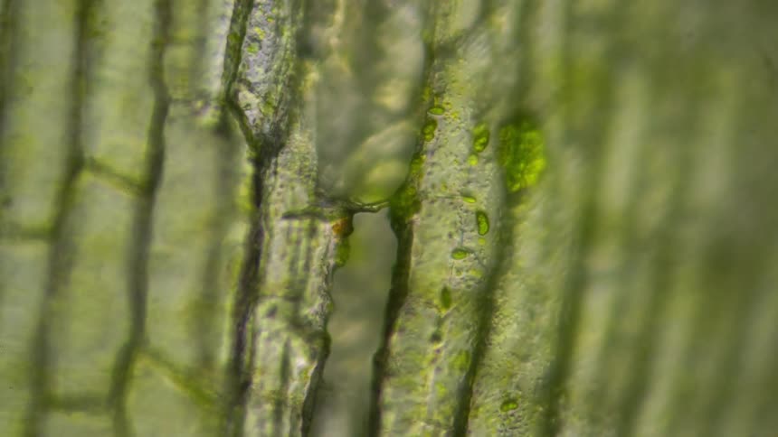 A plant cell with nutrients moving through it