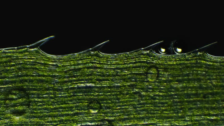 A stack of plant cells has liquid and bubbles forming in front of it