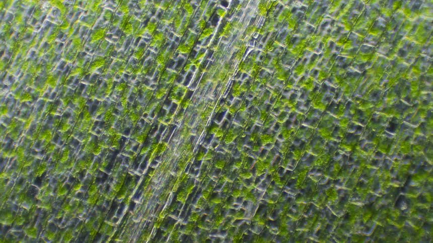 A dramatic view of green plant cells moving under a microscope