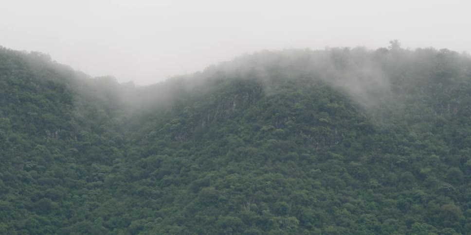 Fog rolls over a forested hill