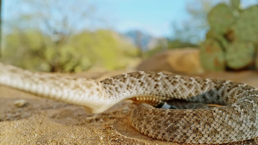 A rattlesnake suddenly lunges and then pulls back