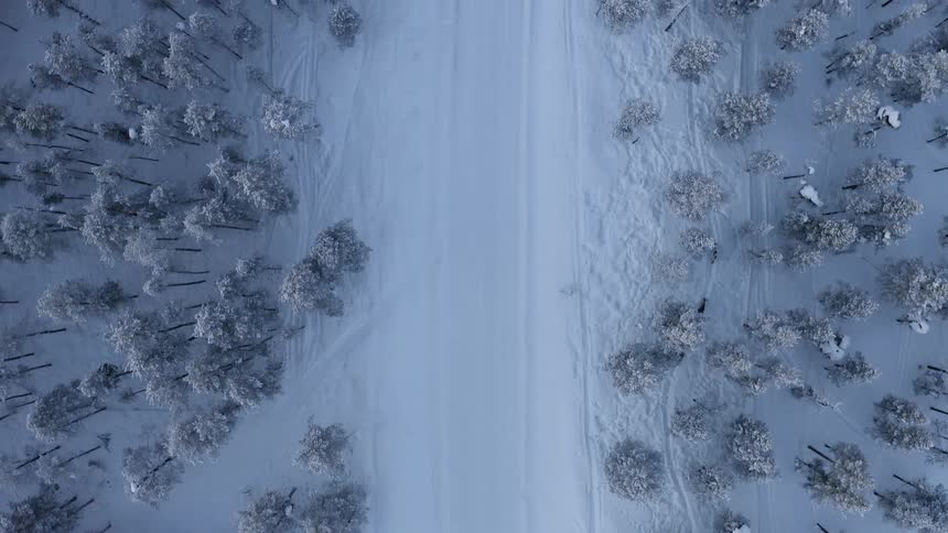 Birds eye view of animals walking through a snowy forest