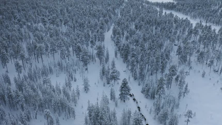 A row of sleds are being pulled by reindeer through a snow covered forest
