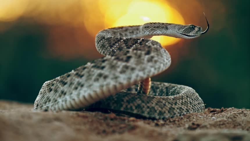 A rattlesnake backing up and rattling its tail