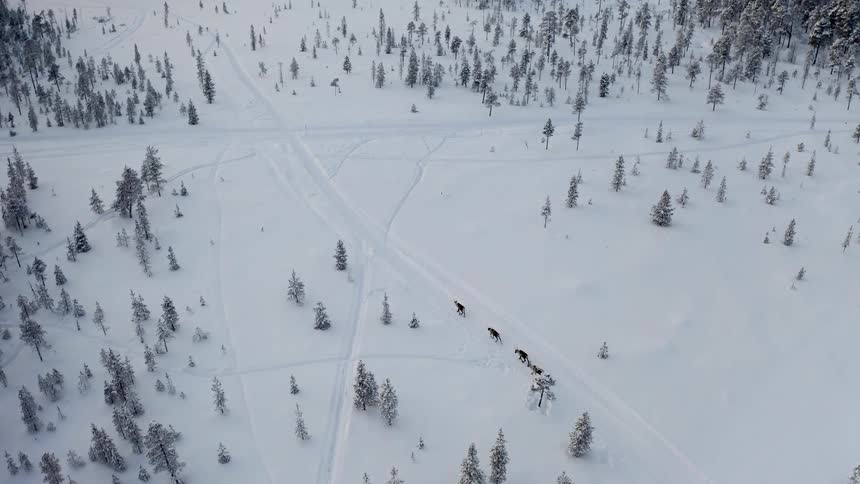 Animals walking in a snowy forest