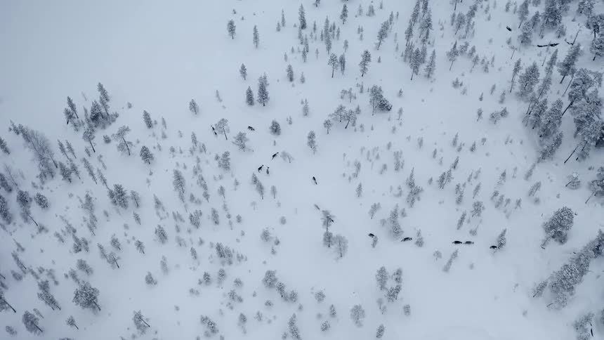 Animals cross a snowy scene
