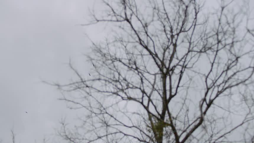 Bare tree stands under the cloudy sky