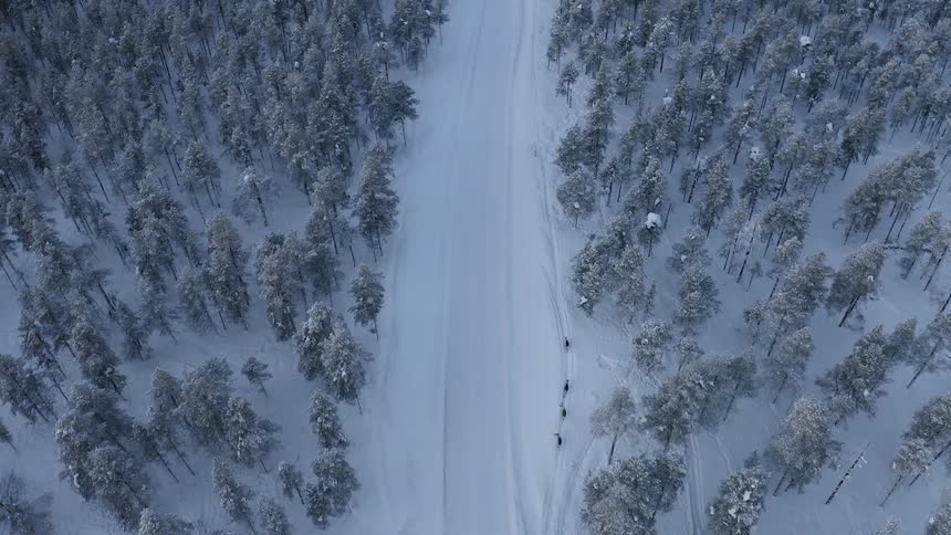 A herd of reindeer follow path along snow covered road in forest