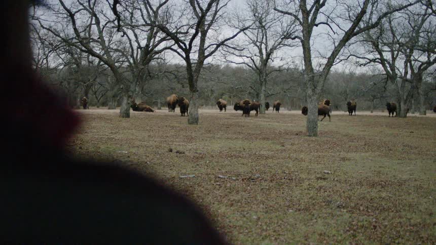A person walks toward a herd of buffalo standing in the grass and trees