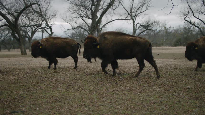 A small herd of bison move across open ground