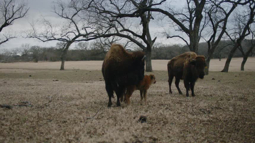 Two adult bison stand in a field with a baby
