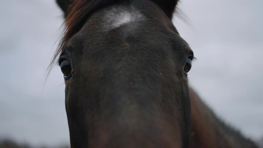 Brown horse blinks eyes on a cloudy day