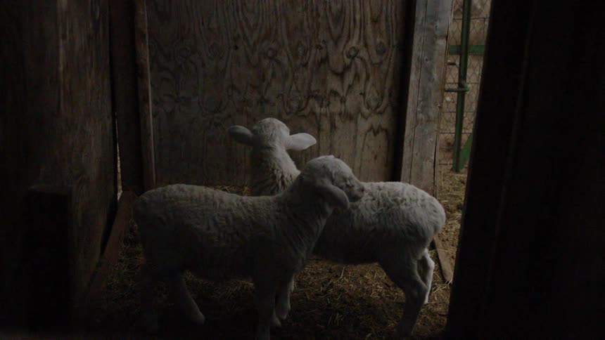 Little lambs stand in the barn