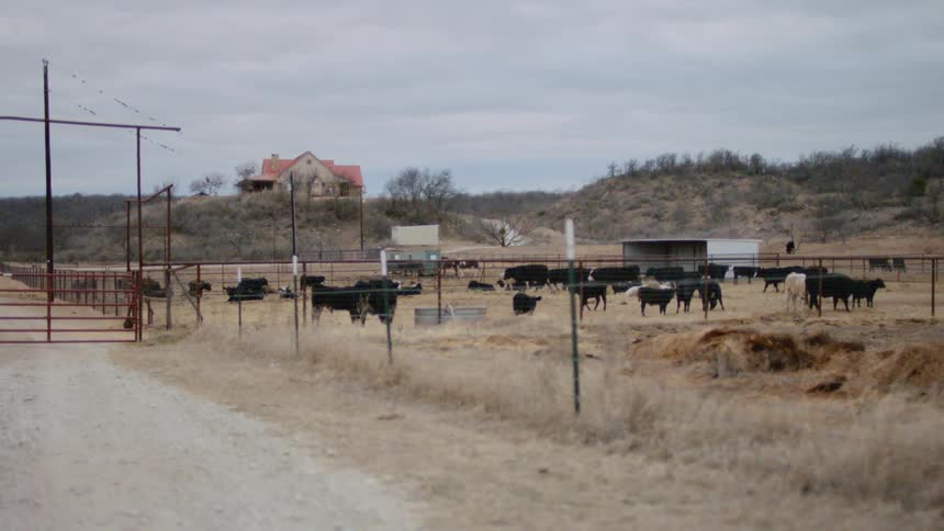 Cows graze on a field behind a farm fence