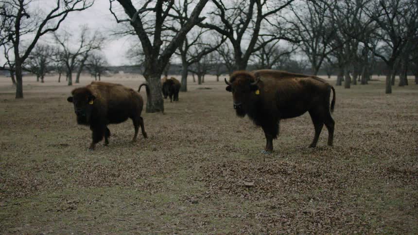 Bison pace along under leafless trees