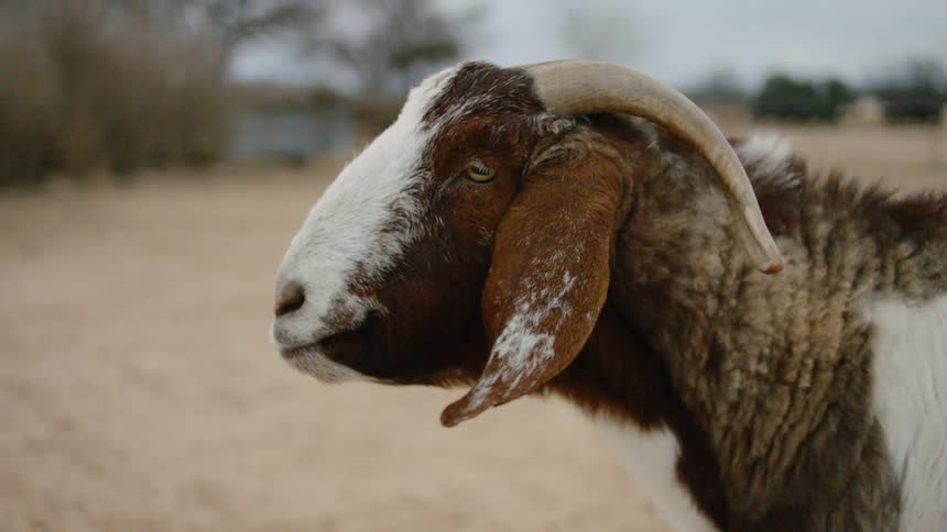 A sheep walks across a field