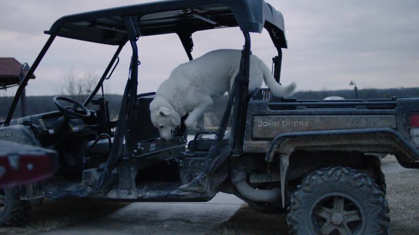White dog climbs out of doorless vehicle