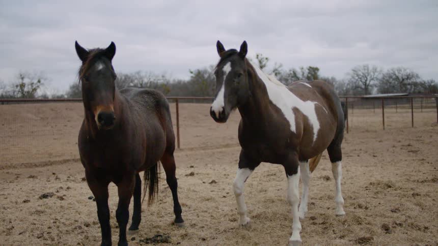 Horses stand in a paddock on a ranch