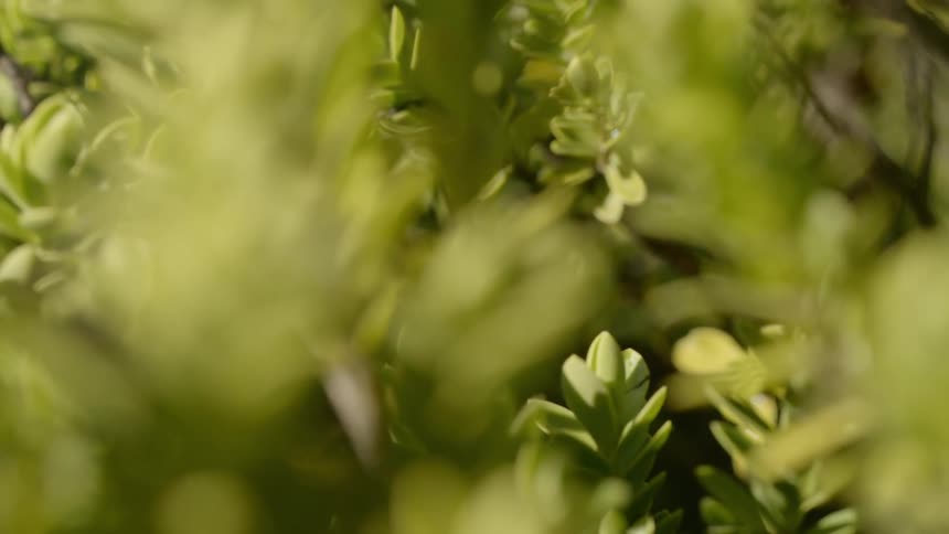 The sun is shining on the plants
