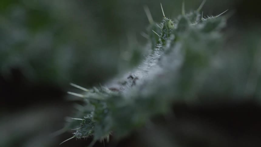 A venus fly trap outdoors