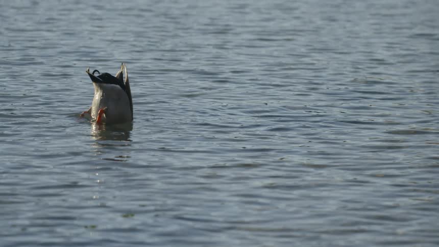 A duck dives its head underwater while its tail points into the air