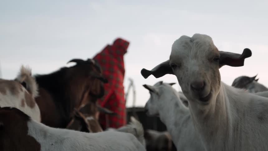 A man wrapped in red plaid cloth standing among goats