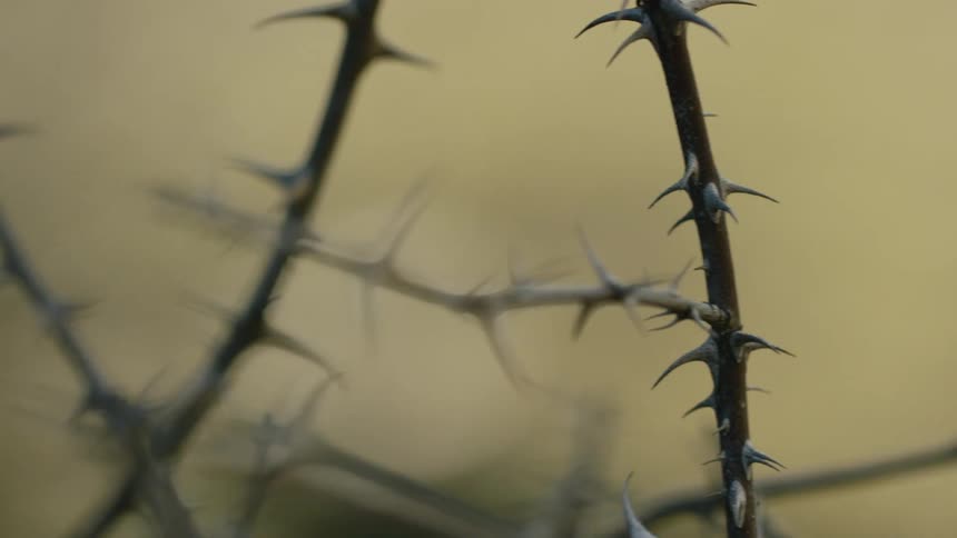 A plant with thorns at daytime