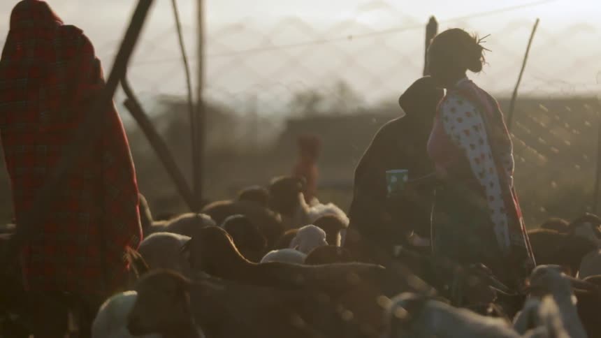 People stand outside amidst sheep on a sunny day