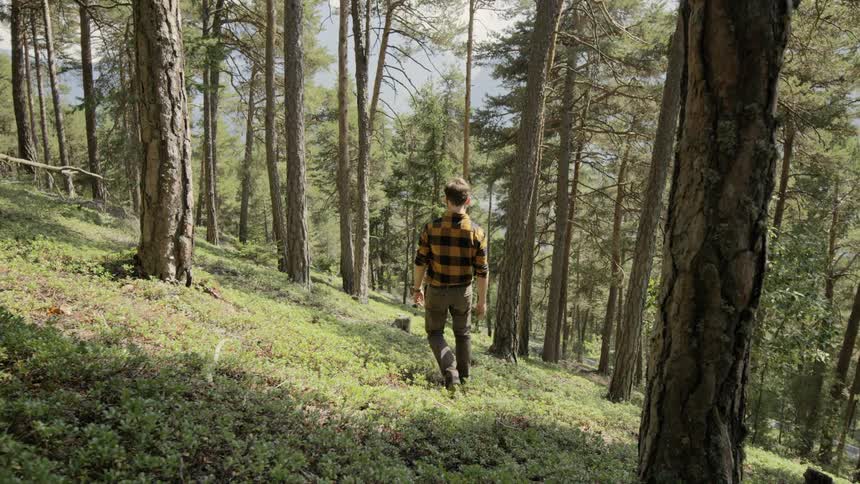 A man walks through a forest