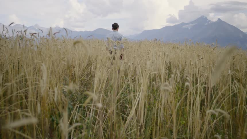 A man walks through a field of wheat and looks at the mountains in the distance