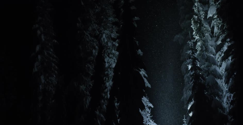 Snow falls amidst trees at night
