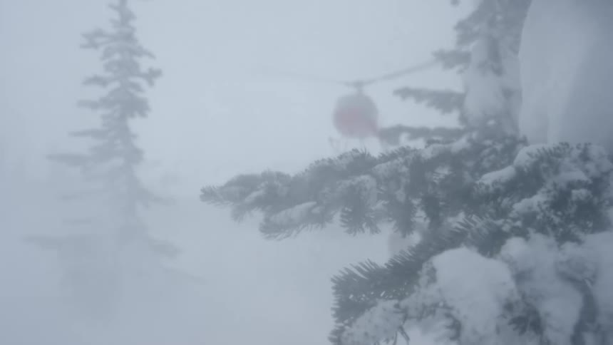 A helicopter blows snow through pine trees